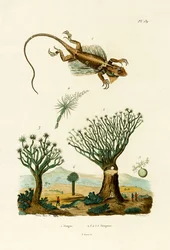 Dragon volant